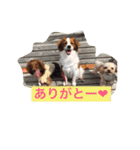 ミニチュアダックスくーちゃんのお友達（個別スタンプ：10）