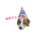 ミニチュアダックスくーちゃんのお友達（個別スタンプ：12）