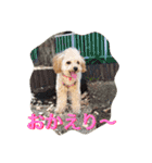 ミニチュアダックスくーちゃんのお友達（個別スタンプ：14）