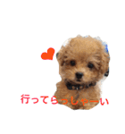 ミニチュアダックスくーちゃんのお友達（個別スタンプ：17）