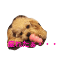 ミニチュアダックスくーちゃんのお友達（個別スタンプ：20）