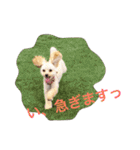 ミニチュアダックスくーちゃんのお友達（個別スタンプ：24）