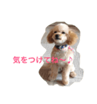 ミニチュアダックスくーちゃんのお友達（個別スタンプ：26）