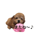 ミニチュアダックスくーちゃんのお友達（個別スタンプ：29）