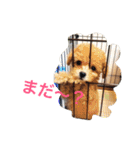 ミニチュアダックスくーちゃんのお友達（個別スタンプ：37）