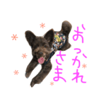 ポメプーAshとちっちゃな家族♪（個別スタンプ：3）