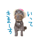 ポメプーAshとちっちゃな家族♪（個別スタンプ：5）