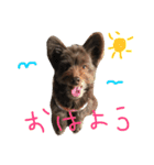 ポメプーAshとちっちゃな家族♪（個別スタンプ：6）