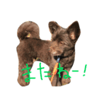 ポメプーAshとちっちゃな家族♪（個別スタンプ：10）