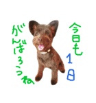 ポメプーAshとちっちゃな家族♪（個別スタンプ：11）