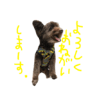 ポメプーAshとちっちゃな家族♪（個別スタンプ：12）