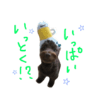 ポメプーAshとちっちゃな家族♪（個別スタンプ：13）