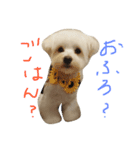 お犬さま2（個別スタンプ：1）