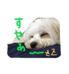 お犬さま2（個別スタンプ：2）