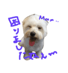 お犬さま2（個別スタンプ：3）
