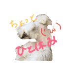 お犬さま2（個別スタンプ：4）