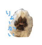 お犬さま2（個別スタンプ：5）