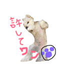 お犬さま2（個別スタンプ：6）