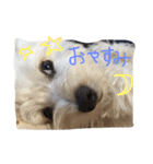 お犬さま2（個別スタンプ：7）