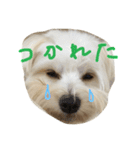 お犬さま2（個別スタンプ：8）