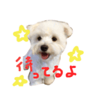 お犬さま（個別スタンプ：1）
