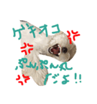 お犬さま（個別スタンプ：4）