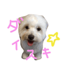 お犬さま（個別スタンプ：5）
