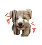お犬さま（個別スタンプ：6）