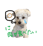 お犬さま（個別スタンプ：7）