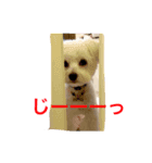 お犬さま（個別スタンプ：8）