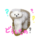 マルチーズのまる1（個別スタンプ：2）