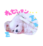 マルチーズのまる1（個別スタンプ：3）
