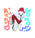 マルチーズのまる1（個別スタンプ：4）