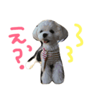 マルチーズのまる1（個別スタンプ：8）