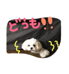 マルチーズのまる1（個別スタンプ：9）