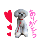 マルチーズのまる1（個別スタンプ：21）