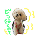マルチーズのまる1（個別スタンプ：22）
