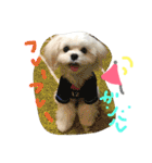 マルチーズのまる1（個別スタンプ：27）