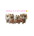 ポメポメファミリー（個別スタンプ：1）