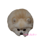 ポメポメファミリー（個別スタンプ：10）