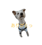白シュナMUCC（個別スタンプ：8）
