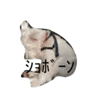 白シュナMUCC（個別スタンプ：10）