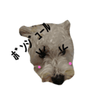 白シュナMUCC（個別スタンプ：30）