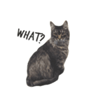 猫絵文字 英語ver（個別スタンプ：1）
