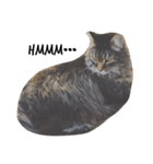 猫絵文字 英語ver（個別スタンプ：4）
