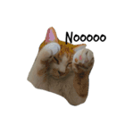 猫絵文字 英語ver（個別スタンプ：5）