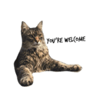 猫絵文字 英語ver（個別スタンプ：6）