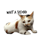 猫絵文字 英語ver（個別スタンプ：11）