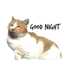 猫絵文字 英語ver（個別スタンプ：12）