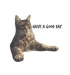 猫絵文字 英語ver（個別スタンプ：13）